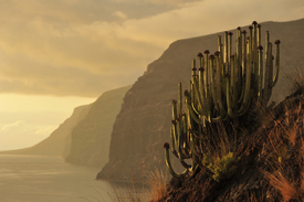 los gigantes auf teneriffa im abendsonnenschein/10084199