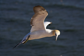 Basstölpel im Flug/10094432