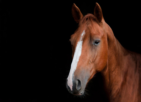 Pferdeportrait/10095588