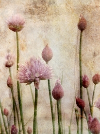  Allium schoenoprasum/10096616