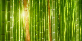 Bambus und Licht/10151770