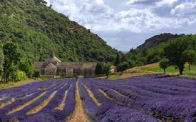 Sénanque/10155941