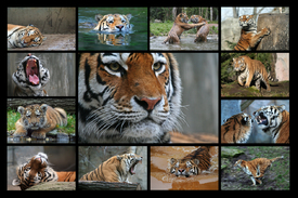 Tiger-Collage/10166255