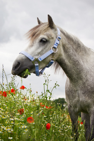 Welshpony im Mohnfeld/10172587