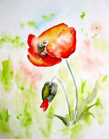 Mohn/10210309