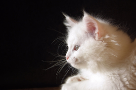 Weißes Kitten/10211893