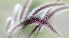 Lampenputzergras  (Pennisetum alopecuroides)/10226575