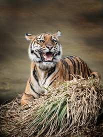 Tiger/10258817