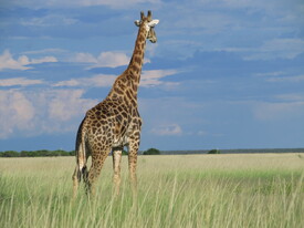 Giraffe mit Weitblick /10282895