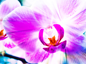 Orchidee/10294083