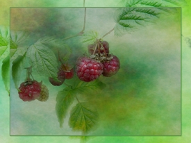 framboise 2/10294589