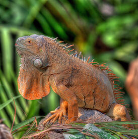 Leguan/10299413