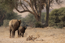 Wüstenelefanten in Namibia/10306467