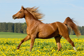 Araber Hengst/10308287