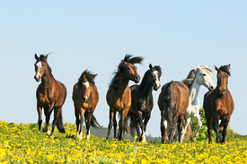 Paso Fino Herde/10323001