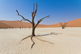 Dead Vlei, Namibia/10336671