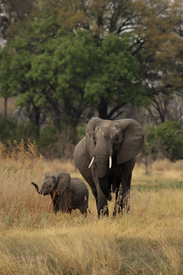 Elefanten-Mutter mit Kind/10347459