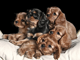 little dogs./10353623