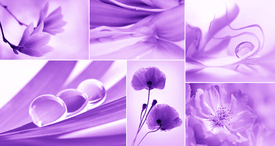Collage Violett/10398301