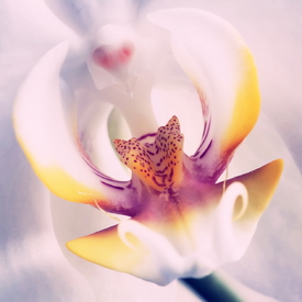 Orchidee (Phalaenopsis)/10400013