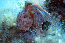Oktopus/10400693