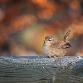 Vogel hat Schiß.../10407135