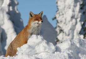 Brockenfuchs/10424041