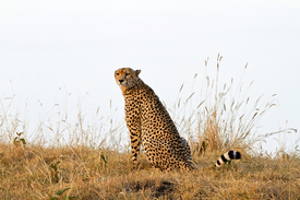 Gepard in der Savanne Afrikas/10428185