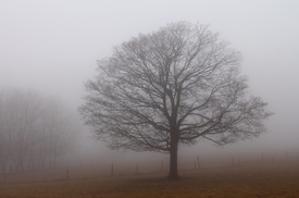 Baum im Nebel/10431419