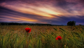 Abendhimmel im Kornfeld/10434559