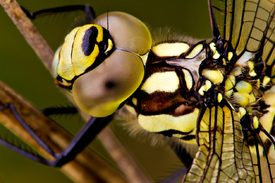 Libelle Porträt/10441782