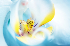 Das Auge der Orchidee/10449004