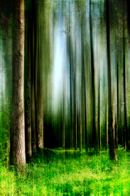 Forest Art II/10453602