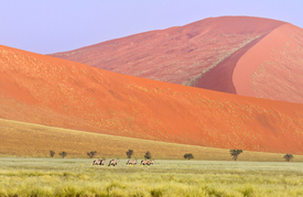 Oryx in der Namibwüste/10478630