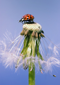 Marienkäfer & Pusteblume/10521487