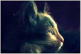 katze/10522319