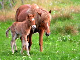 In der Nähe der Mutter/10524407