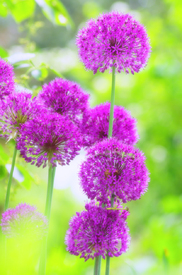 Allium /10530303