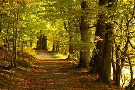 Herbstwald/10554675