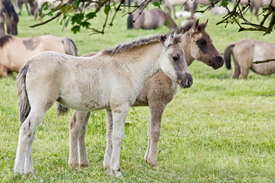 Dülmener Wildpferde/10556997