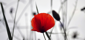 Klatschmohn/10561851