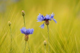 Kornblume im Feldrain/10587923
