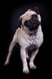 Mops-Portrait/10589969