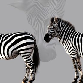 Zebra/10595193