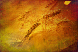 Golden Grain - goldenes Korn/10595711