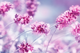 Lavendel/10603566