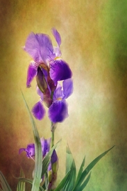 Iris /10606018