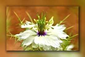 Nigella/10615480