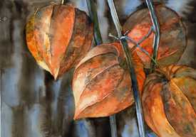 Physalis/10626132