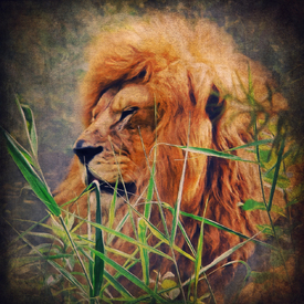A Lion Portrait/10630316